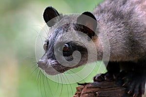 Close up photo of asian palm civet