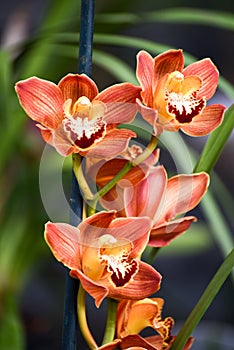 Close-up Photo of Autumn Flowers