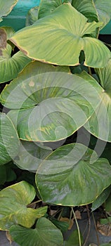 close-up photo of awar awar leaves