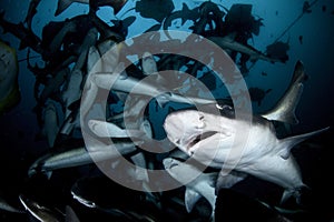 Close up photo of banded hound shark in feeding frenzy
