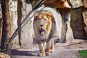 Close up photo of Barbary lion. He is going. The background is a rock. It is African lion. The Barbary lion was a Panthera leo