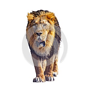 Close up photo of Barbary lion isolated on the white background. He is going. . It is African lion. The Barbary lion was a