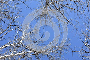A close-up photo of bare tree tops at the background of a blue sky
