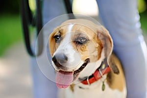 Close up photo of Beagle dog in the summer park