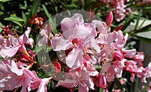 Close-up photo of beautiful bright pink oleander nerium  flowers