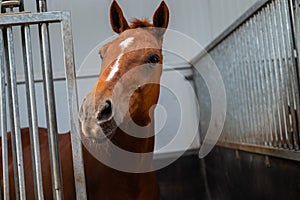 Close up photo of a beautiful brown chestnut mare horse face in her stable