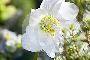 Close-up photo of beautiful Christmas rose Helleborus niger white flower in winter garden