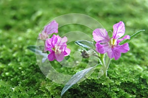 close up photo of beautiful flowers and moss