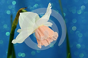 A close-up photo of a beautiful garden daffodil, or Narcissus flower Amaryllidaceae family, white with pink center.