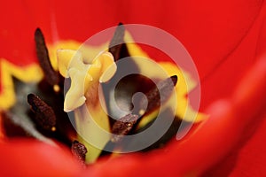 A close-up photo of a beautiful garden tulip flower Liliaceae family, bright pink. Shallow depth of field.