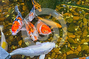 Close-up photo of beautiful Koi fish swimming in the pool