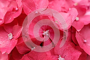 Close-up photo of beautiful pink hydrangea flowers