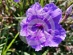 Close up photo of beautiful purple flower called ruellia simplex