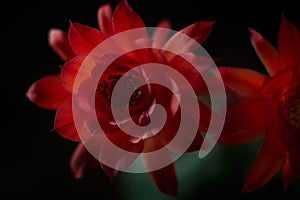 close up photo a beautiful red flower of gymnocalycium baldianum cactus