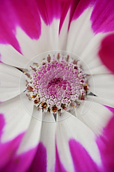 A close-up photo of a beautiful sunflower leaf chrysanthemum