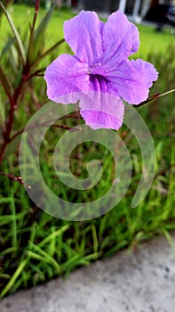 close up photo of beautiful wild flowers