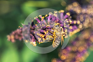 Close-up photo of bee collecting pollen on violet inflorescence of blooming desert false indigo