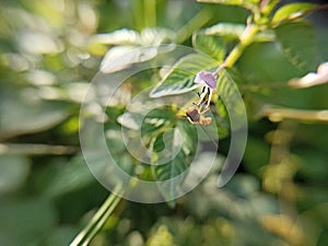 Close up photo of a bee on the purple flower in the garden