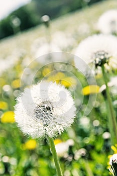 Close up photo of beutiful dandelions, blue filter