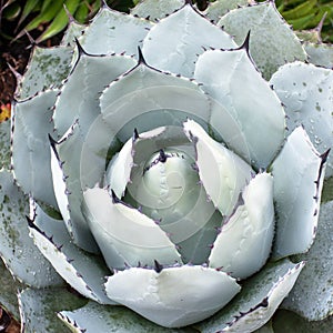 Close up photo of A big Artichoke Agave Agave parry