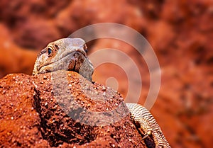 Close up photo of big colored lizard, rock agama. It is wildlife photo of animal in Tsavo East National Park, Kenya