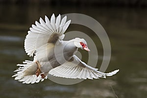 Close-up photo of a big Muscovy white duck with a distinctive red face,