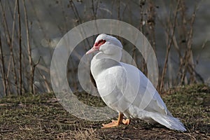 Close-up photo of a big Muscovy white duck with a distinctive red face,