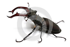 Close-up photo of big stag-beetle