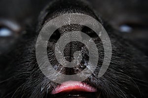 Close-up photo of a black cat nose