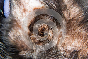 Close-up photo of a black cat with otitis and scratching dermatitis