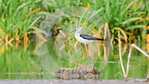 Close-up photo of Black-winged Stilt