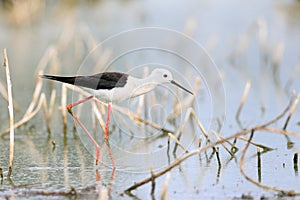 Close-up photo of Black-winged Stilt