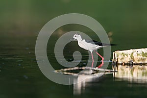 Close-up photo of Black-winged Stilt