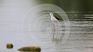 Close-up photo of Black-winged Stilt, wading in the middle of the water surface.