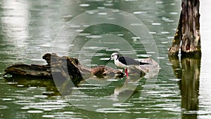 Close-up photo of Black-winged Stilt wading in the middle of the water surface between the stumps.