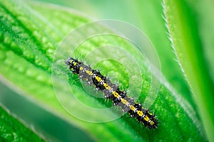 Close up photo of a black and yellow caterpiller