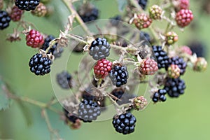 A Close up photo of blackberries growing in a hedgerow
