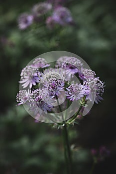 Close-up photo of blooming astrantia major