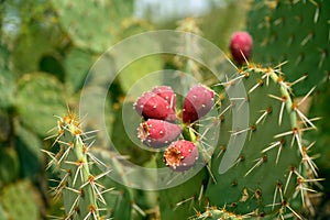 Close up photo of a blooming cactus in Saguaro National Park, Arizona