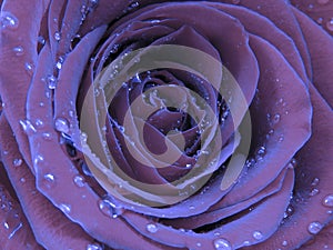 Close up photo of a blooming rose covered with brilliant shiny water rain dew drops.