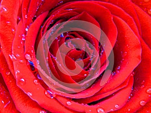 Close up photo of a blooming rose covered with brilliant shiny water rain dew drops. Vivid cadmium red  `Mister Lincoln` rose.