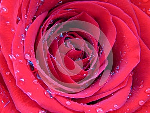 Close up photo of a blooming rose covered with brilliant shiny water rain dew drops. Vivid French raspberry Dingy Dungeon pink red