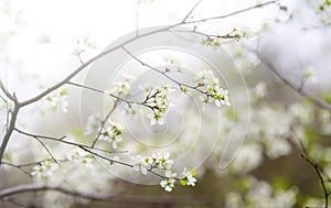 Close-up photo of blossom apple or cherry tree in sunny garden