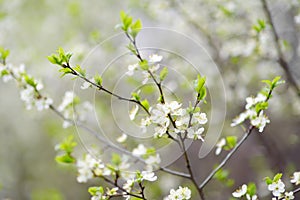 Close-up photo of blossom apple or cherry tree in sunny garden