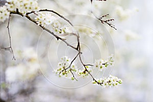 Close-up photo of blossom apple tree in sunny garden