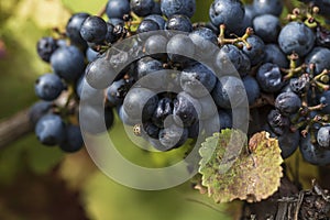 Close-up photo of blue grapes in the vineyard. There is a beetle on a ball of grapes photo