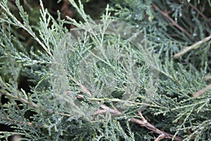 A close-up photo of a blue-green bush of juniper