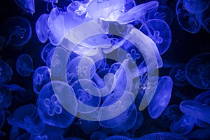 Close up photo of blue jellyfishes on dark background.