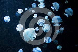 Close up photo of blue jellyfishes on dark background.