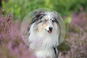 Close up photo of blue merle shetland sheepdog sheltie dog portrait photo in forest near blooming heathers